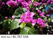 Bougainvillea is a genus of thorny ornamental vines, bushes, and trees belonging to Nyctaginaceae. Inflorescence consists of large colourful sepal-like bracts which surround three simple waxy flowers. Стоковое фото, фотограф Юлия Петровская / Фотобанк Лори