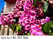 Bougainvillea is a genus of thorny ornamental vines, bushes, and trees belonging to Nyctaginaceae. Inflorescence consists of large colourful sepal-like bracts which surround three simple waxy flowers. Стоковое фото, фотограф Юлия Петровская / Фотобанк Лори