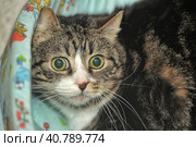 Cat with huge scared eyes. Стоковое фото, фотограф Анна Кривицкая / Фотобанк Лори