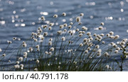 Пушица Шейхцера - Eriophorum scheuchzeric. Растение на фоне волн и солнечных бликов летним днем в арктике, Ямало-Ненецкий автономный округ. Стоковое видео, видеограф Григорий Писоцкий / Фотобанк Лори