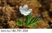 Rubus chamaemorus. Цветущая морошка на болоте в солнечный день, Ямало-Ненецкий автономный округ. Стоковое видео, видеограф Григорий Писоцкий / Фотобанк Лори