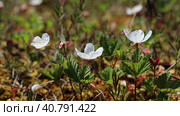 Rubus chamaemorus. Цветущая морошка с белыми цветами на болоте, Ямало-Ненецкий автономный округ. Стоковое видео, видеограф Григорий Писоцкий / Фотобанк Лори