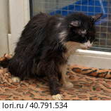 Very old cat. Starring, black. Стоковое фото, фотограф Анна Кривицкая / Фотобанк Лори