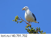 Халей (Larus heuglini). Чайка сидит на макушке дерева, Ямало-Ненецкий автономный округ. Стоковое фото, фотограф Григорий Писоцкий / Фотобанк Лори