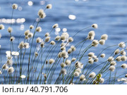 Пушица Шейхцера - Eriophorum scheuchzeric. Растение на фоне волн, Ямало-Ненецкий автономный округ. Стоковое фото, фотограф Григорий Писоцкий / Фотобанк Лори
