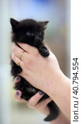Cute little black kitten. Стоковое фото, фотограф Анна Кривицкая / Фотобанк Лори