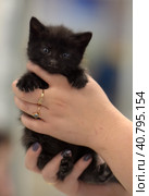 Cute little black kitten. Стоковое фото, фотограф Анна Кривицкая / Фотобанк Лори