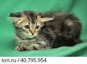Furry beautiful frightened kitten on a green background. Стоковое фото, фотограф Анна Кривицкая / Фотобанк Лори