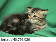 Furry beautiful frightened kitten on a green background. Стоковое фото, фотограф Анна Кривицкая / Фотобанк Лори