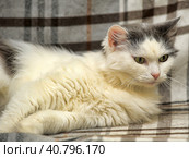 White and gray cat. Стоковое фото, фотограф Анна Кривицкая / Фотобанк Лори