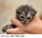 Gray kitten in his hands that just opened his eyes. Стоковое фото, фотограф Анна Кривицкая / Фотобанк Лори