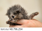 Gray kitten in his hands that just opened his eyes. Стоковое фото, фотограф Анна Кривицкая / Фотобанк Лори