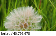 The white head of a dandelion sways in the wind in a close-up field. A fluffy dandelion on a green meadow sways in the wind. Macro nature. Стоковое видео, видеограф Александр Кротков / Фотобанк Лори