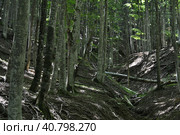 Темная чаща крымского букового леса. Dark thicket of the Crimean beech forest. (2023 год). Стоковое фото, фотограф Владимир Шарый / Фотобанк Лори