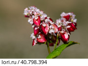 Buckwheat macro with red flowers. Fagopyrum esculentum. Стоковое фото, фотограф Ольга Сейфутдинова / Фотобанк Лори