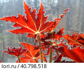 Bright red begonia leaves in counter light of sun. Стоковое фото, фотограф Алла Чесноковва / Фотобанк Лори