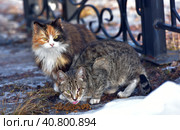 Unhappy stray cats eat outside in winter. Стоковое фото, фотограф Анна Кривицкая / Фотобанк Лори