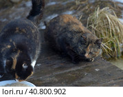 Unhappy stray cats eat outside in winter. Стоковое фото, фотограф Анна Кривицкая / Фотобанк Лори