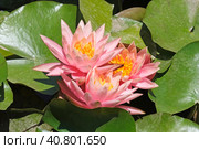 Blooming pink nymphea closeup (Lat. - nymphaea caerulea) Стоковое фото, фотограф Irina Opachevsky / Фотобанк Лори