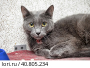 Gray cat with a neck wound in a shelter. Стоковое фото, фотограф Анна Кривицкая / Фотобанк Лори