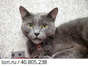 Gray cat with a neck wound in a shelter. Стоковое фото, фотограф Анна Кривицкая / Фотобанк Лори