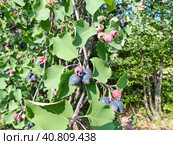 Созрела ирга (лат. Amelanchier), или "сибирский виноград". Плод — яблоко, синевато-чёрное или красновато-фиолетовое, с сизым налётом, диаметром до 10 мм, съедобное, медово-сладкое. Стоковое фото, фотограф Сергей Елизарьев / Фотобанк Лори