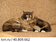 Two tricolor cats. Стоковое фото, фотограф Анна Кривицкая / Фотобанк Лори