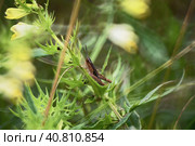 Нимфа кобылки конёк изменчивый (Chorthippus biguttulus) Стоковое фото, фотограф Mixail59 / Фотобанк Лори