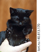 Cute little scared black kitten in hands. Стоковое фото, фотограф Анна Кривицкая / Фотобанк Лори