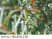Close up of branches with orange ripe berries of seabuckthorn. Стоковое фото, фотограф Igor Tichonow / Фотобанк Лори