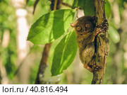 Tarsier monkey in Cebu, Philippines- Tarsius Syrichta (2014 год). Стоковое фото, фотограф Igor Tichonow / Фотобанк Лори