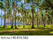 Palm trees near Corong Beach, El Nido, Palawan, Philippines. Стоковое фото, фотограф Igor Tichonow / Фотобанк Лори
