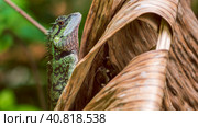 Lizard with stump, Calotes emma on Banan Leaf, Krabi, Thailand. (2016 год). Стоковое фото, фотограф Igor Tichonow / Фотобанк Лори
