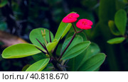Red Euphorbia milii flower, Thailand, Koh Tao, Vintage. Стоковое фото, фотограф Igor Tichonow / Фотобанк Лори