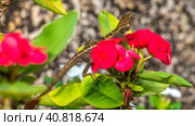 Oriental garden lizard on Euphorbia Beautiful Flower in Thailand (2016 год). Стоковое фото, фотограф Igor Tichonow / Фотобанк Лори
