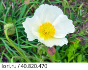 Arctomecon merriamii flower of white poppy on a background with green leaves and grass on a summer day. Стоковое фото, фотограф Татьяна Терехина / Фотобанк Лори