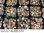 Many potted Lithops succulents (pebble plants or living stones) pebble plants or living stonesat a flower market. Стоковое фото, фотограф Татьяна Терехина / Фотобанк Лори