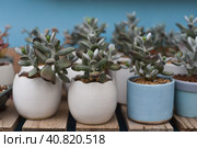 Crassula ovata, commonly known as jade plant, lucky plant, money plant or money tree growing in Da Lat in Vietnam. Стоковое фото, фотограф Татьяна Терехина / Фотобанк Лори
