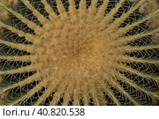 Echinocactus grusonii or Golden Barrel Cactus without flowers close up. Стоковое фото, фотограф Татьяна Терехина / Фотобанк Лори