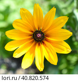 Rudbeckia hirta, commonly called black-eyed Susan. Стоковое фото, фотограф Татьяна Терехина / Фотобанк Лори
