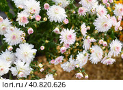 Chrysanthemum koreanum Apple blossom close up. Стоковое фото, фотограф Татьяна Терехина / Фотобанк Лори