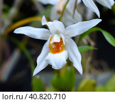 Coelogyne Mooreana flower, vietnamese plant. Стоковое фото, фотограф Татьяна Терехина / Фотобанк Лори