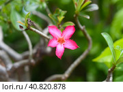 Many flowers of Adenium obesum close up. Стоковое фото, фотограф Татьяна Терехина / Фотобанк Лори