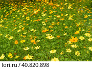 Coreopsis or tickseed flowers growing in Vietnam closeup. Стоковое фото, фотограф Татьяна Терехина / Фотобанк Лори