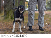 Black and brown dog mongrel at animal shelter. Стоковое фото, фотограф Анна Кривицкая / Фотобанк Лори