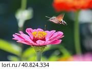 Close-up of Macroglossum stellatarum collecting pollen from a Cinnia flower. A hummingbird moth hawk soars over a flower in the garden. Стоковое фото, фотограф Воловодов Владимир / Фотобанк Лори