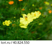 Bee pollinating Cosmos sulphureus or sulfur cosmos flowers growing in Vietnam closeup. Стоковое фото, фотограф Татьяна Терехина / Фотобанк Лори