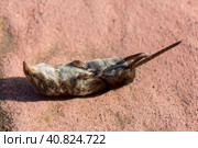 Dead Common Vole on the ground, close up image. Стоковое фото, фотограф VittoriaChe / Фотобанк Лори