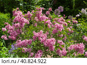 Цветущая розовая сирень сорта  Flowerfesta Pink  (lat. Syringa pubescens subsp. pubescens)  в Аптекарском Огороде (филиал ботанического сада МГУ). Москва. Стоковое фото, фотограф Сергей Рыбин / Фотобанк Лори