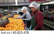 High angle view of group of people working in citrus processing factory. Female workers sorting tangerines on conveyor line, young man helper stacking boxes of selected fruits. Стоковое видео, видеограф Яков Филимонов / Фотобанк Лори